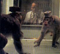 monkeys3.jpg (11983 bytes)